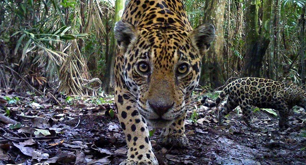 El jaguar habita principalmente en los bosques húmedos tropicales de Centroamérica y Brasil.
