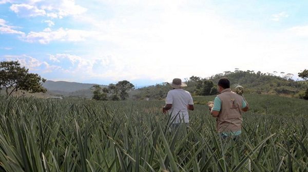 La PGN solicitó al Gobierno nacional fortalecer el proceso de adjudicación de tierras a campesinos establecido en el Acuerdo de Paz.