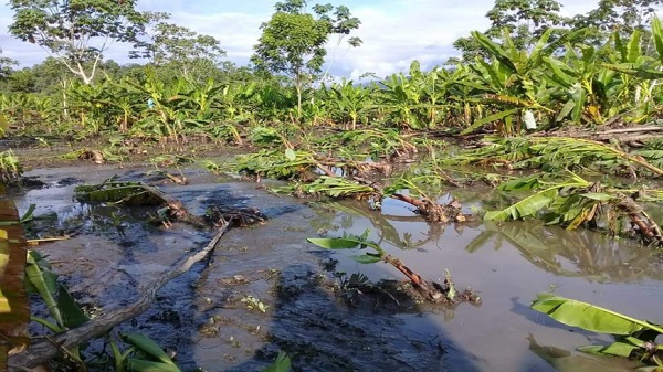 Inundaciones en la Zona Bananera que ha afectado a múltiples cultivos y yacimientos de producción agrícola.
