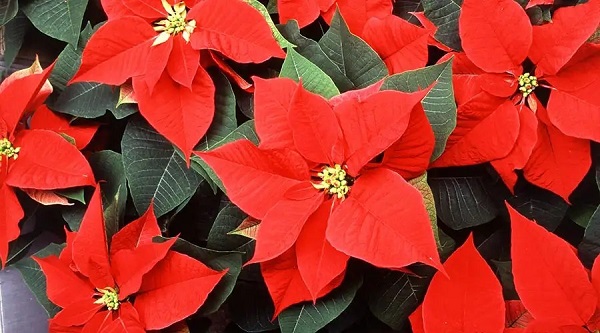 La poinsettia tiene la particularidad de florecer naturalmente desde el mes de octubre hasta finales de diciembre, en los días próximos a la Navidad.
