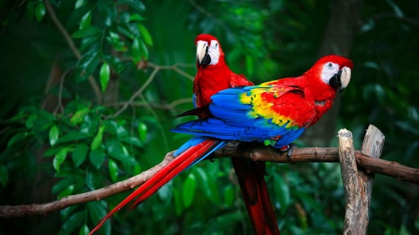 Las aves no conocen fronteras políticas, por lo que para su protección es necesaria la colaboración internacional.