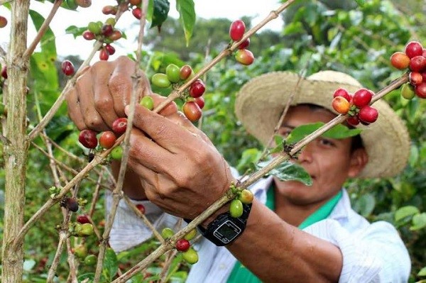 En diciembre las exportaciones cayeron 12 % a poco más de un millón de sacos versus los casi 1,2 millones exportados en el mismo mes de 2021.