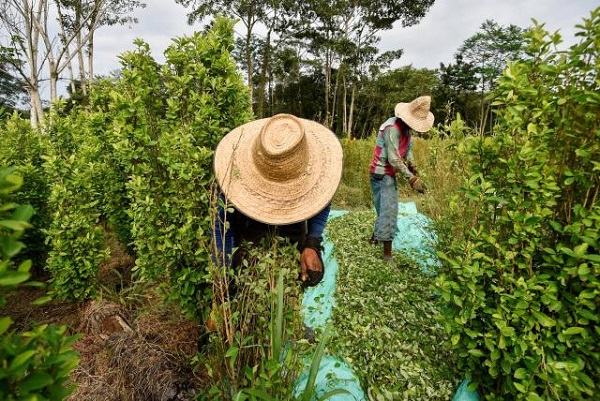 El gobierno colombiano planea estudiar la despenalización de minicultivos de coca.