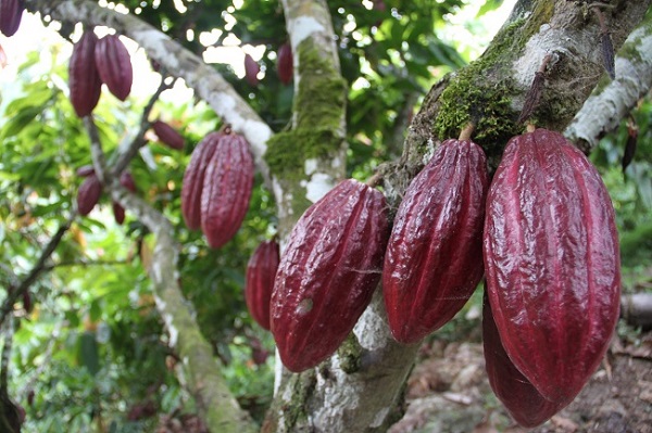 La Federación Nacional de Cacaoteros espera que mejore de forma importante la producción de cacao para este 2023.