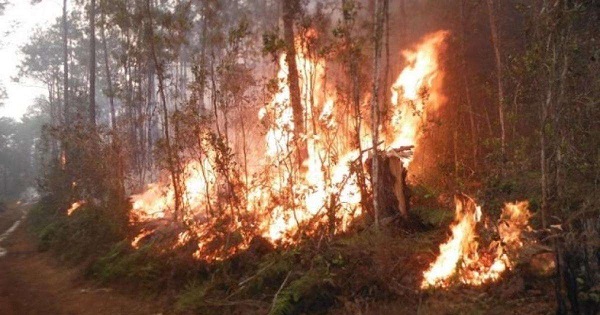 El período crítico de incendios forestales en la isla abarca del 1 de enero al 31 de mayo, coincidente con la temporada seca. CiberCuba