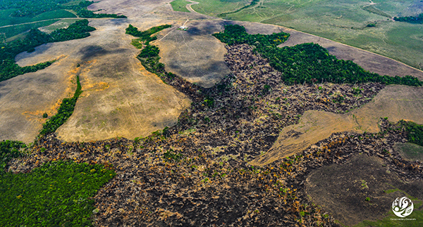 Durante la pandemia se disparó la deforestación y quema de bosques en el Amazonas. 