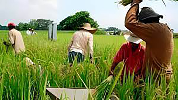 Durante el desarrollo de la reunión, el Ministerio de Agricultura ofreció 20.000 millones de pesos como presupuesto para enfrentar la abundancia de arroz en el mercado.