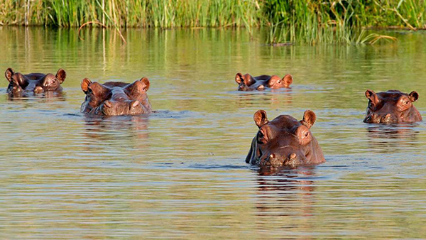 Los Hipopótamos no han sido controlados y se han reproducido ampliamente convirtiéndose en una especie invasora en Colombia.