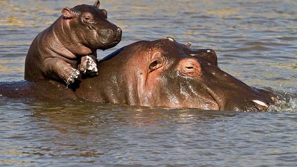 Se ha considerado la esterilización como la primera opción. Según Cornare, el 48 por ciento de los hipopótamos son crías juveniles.