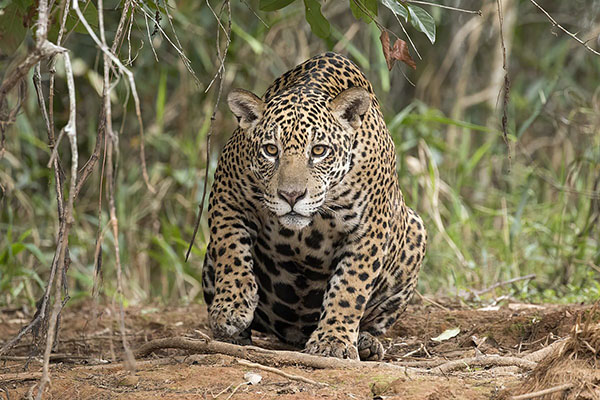 En Colombia, el jaguar habita casi todo el territorio nacional: desde el Caribe y los bosques húmedos del Chocó, hasta la Cordillera de los Andes, la Orinoquia y la Amazonía.
