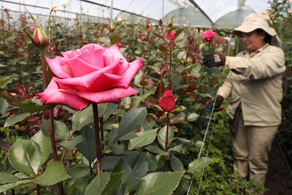 El sector floricultor genera alrededor de 200 mil empleos, de los cuales el 60% son ocupados por mujeres.