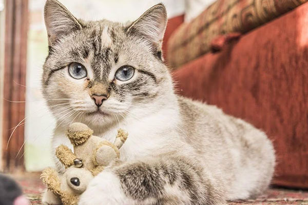 Los gatos de raza mixta tienden a vivir más, ya que los de raza pura pueden heredar enfermedades genéticas exclusivas.