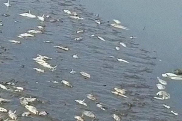 En la imagen se puede observar un elevado número de peces muertos a lo largo de las orillas de la ciénaga.