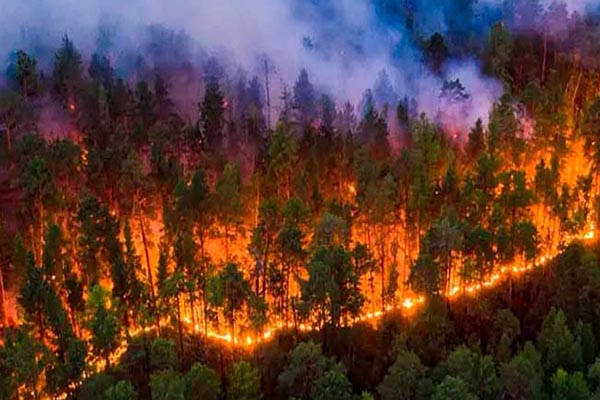 El último informe oficial señala que a la fecha han ocurrido 1.237 incendios, 924 de ellos forestales.
