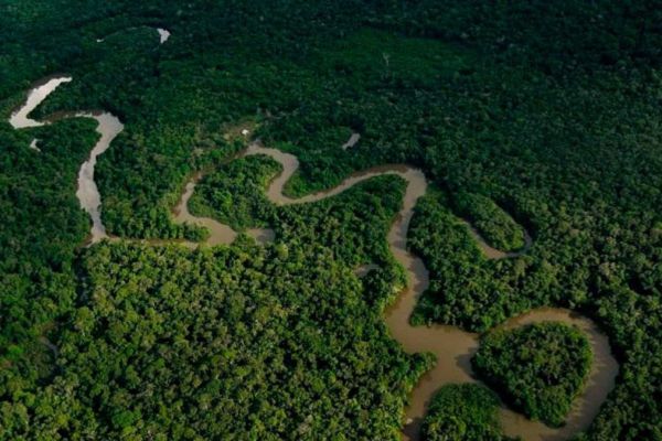 La reducción significativa de la deforestación se ha visto impulsada en gran medida por la participación activa de organizaciones comunitarias clave. 