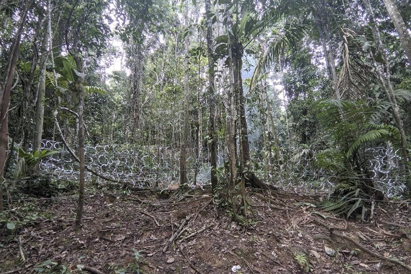 La selva del Darién, de 575.000 hectáreas, es un parque nacional y el único punto donde se corta la carretera Panamericana, que conecta a todo el continente. 