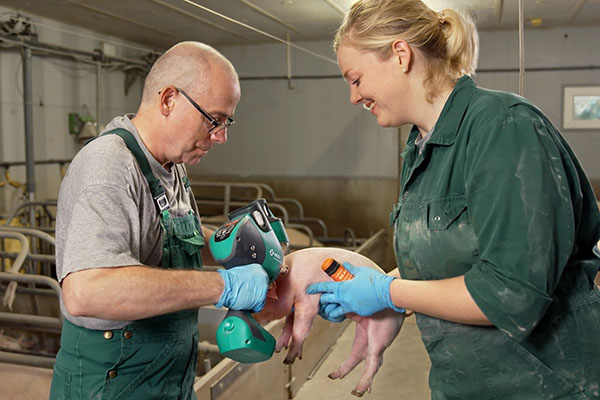 En la producción de carne de cerdo, los porcicultores a menudo requieren gestionar la salud de los animales.
