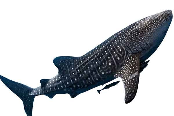 El tiburón ballena simboliza la profundidad que  existe en las personas para despertar la  creatividad interna;  representa la resiliencia, el bienestar y las emociones positivas.