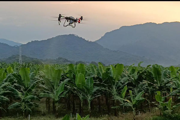 El sector bananero impulsa un modelo innovador que prioriza la sostenibilidad y el empoderamiento de los pequeños productores.