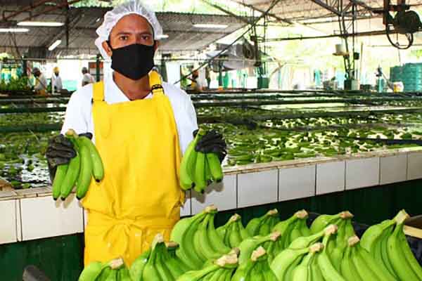 Santa Marta es considerada como la ‘capital bananera’ de Colombia por la gran cantidad de zonas donde se cultiva este alimento.