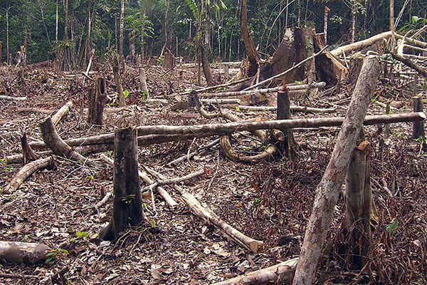 La minería ilegal y la ganadería extensiva están entre las principales causas de la deforestación en las diferentes zonas del país.