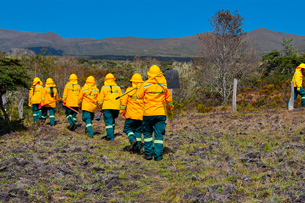 Las acciones tempranas de las brigadas permitieron la atención y control de 67 conatos de incendios en 46 veredas del territorio nacional.