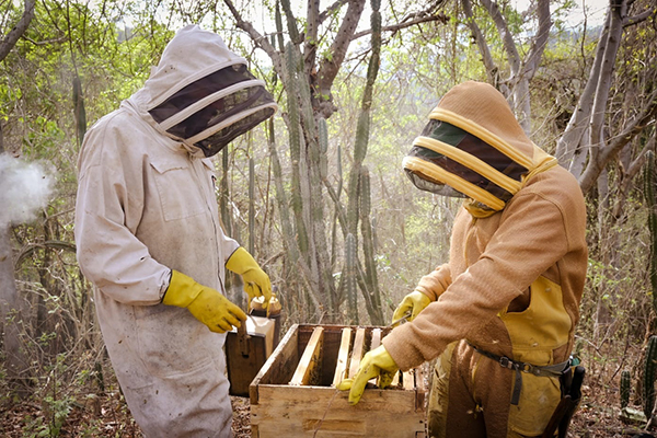 Apicultores de la Sierra Nevada de Santa Marta, contribuye a la conservación de la biodiversidad al promover la polinización de las plantas nativas, lo que a su vez beneficia a otros ecosistemas. Apicultores de la Sierra Nevada de Santa Marta, contribuye a la conservación de la biodiversidad al promover la polinización de las plantas nativas, lo que a su vez beneficia a otros ecosistemas.
