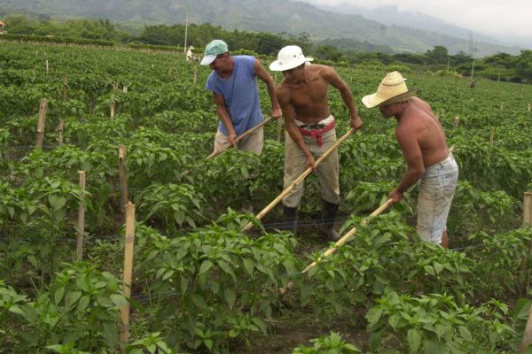 Productores rurales del municipio ofrecerán alimentos frescos y cultivados con prácticas sostenibles, directamente al consumidor, en la Feria Ganadera de El Banco.