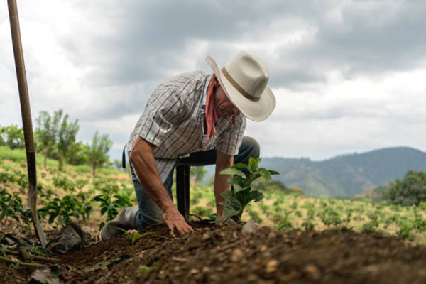 La Diócesis de Santa Marta, celebra este sábado 7 de junio, el Jubileo del Campesino, en el Santuario Mariano Nuestra Señora de Fátima.