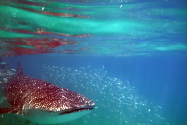 Avistamiento del Tiburón Ballena / Foto © Pauline Walsh Jacobson / https://search.creativecommons.org/