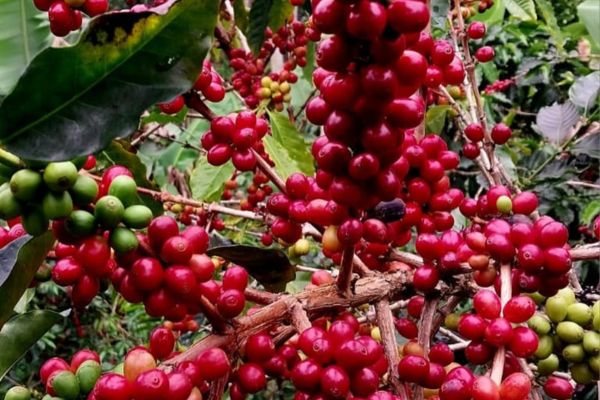 Cultivo de Café en las estribaciones de la Sierra Nevada. Foto Comité de Cafeteros del Magdalena