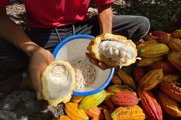 Fruto del cacao abierto para mostrar su interior. Foto Gobernación de Arauca