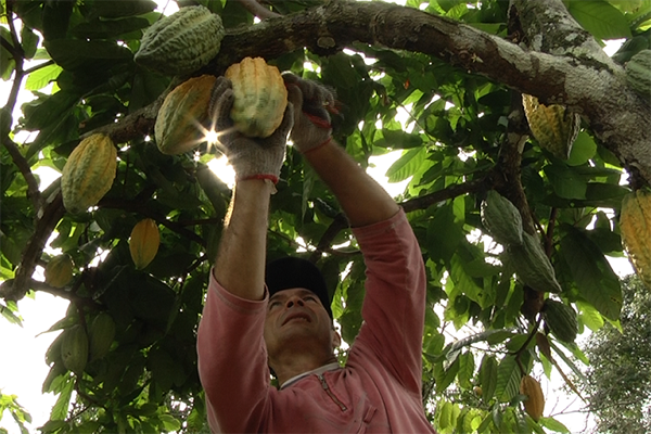 Agricultor colombiano recolectando una cosecha de Cacao. Foto Cámara de Comercio