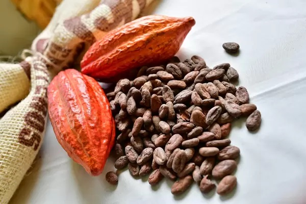 Imagen del fruto del cacao al lado de los granos extraídos después del proceso de secado. Foto Gobernación de Santander 