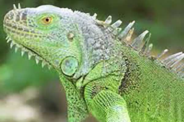 Imagen de una Iguana, especie en peligro de extinción. Foto MinAmbiente