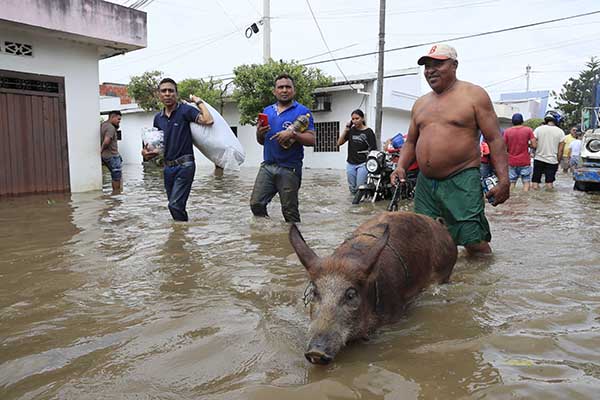 Las inundaciones dejaron grandes perdidas de cultivo y de ganado en San Pelayo. Foto EFE