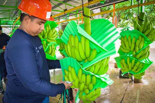 El gremio bananero del departamento de La Guajira, exige la pronta ubicación del puente militar para que se normalice el transporte de la fruta por la Troncal del Caribe hacia Santa Marta. Foto Asbama
