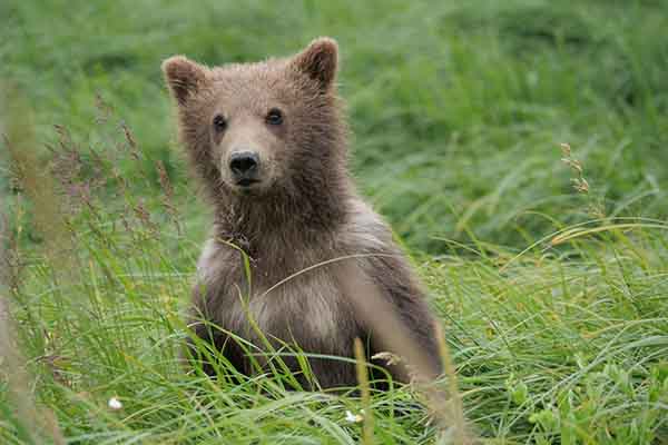 Cada oso pardo emerge de la hibernación en primavera con su pelaje desgreñado y habiendo perdido bastante peso, y luego aumenta sustancialmente su peso corporal. (Foto: B. Rosenberg/EPFL)