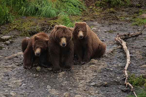Distinguir un oso pardo en particular de sus congéneres  requiere una atención al detalle excepcional y años de observación de los mismos osos a lo largo del tiempo. (Foto: B. Rosenberg/EPFL.)