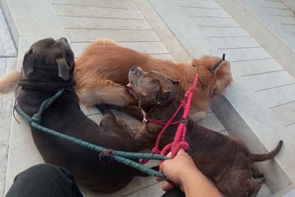 La ley establece que un juez determinará de forma "equitativa" quién se queda con el animal en caso de desacuerdo entre la pareja. Foto cortesía 