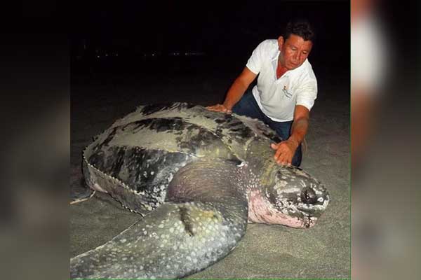 El ambientalista Nicolas Molina Guzmán, rescatando a una tortuga marina en unas de las playas de Santa Marta. Foto cortesía