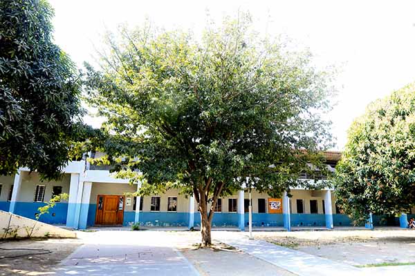 Árbol de Macurutú, ubicado en el IED INEM Simón Bolívar de Santa Marta. Foto derechos reservados EL INFORMDOR 