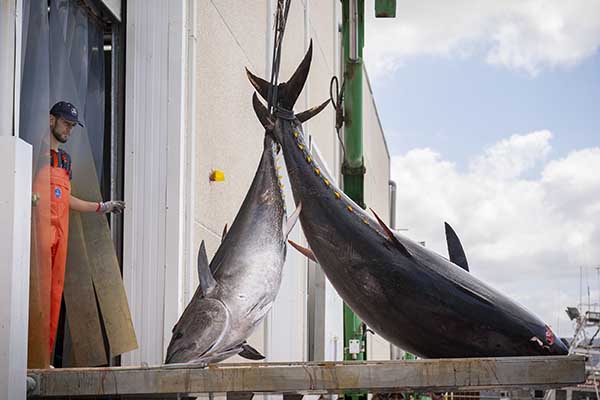  Dos tercios de las principales especies de atún capturadas para alimentación provienen del océano Pacífico, el 23 % del Índico y el 11 % restante se pesca en el Atlántico. (Foto EFE/Román Ríos)