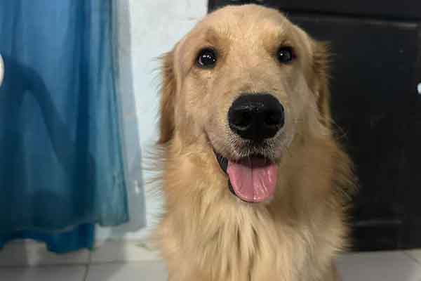 Dominick Variel, Golden Retriver, de dos años de edad. Foto derechos reservados EL INFORMADOR