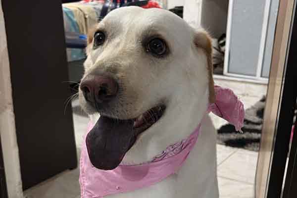 Venus Tatiana, es un cruce entre un Labrador y un Chow Chow, a menudo conocido como ‘Chabrador’. Foto derechos reservados EL INFORMADOR