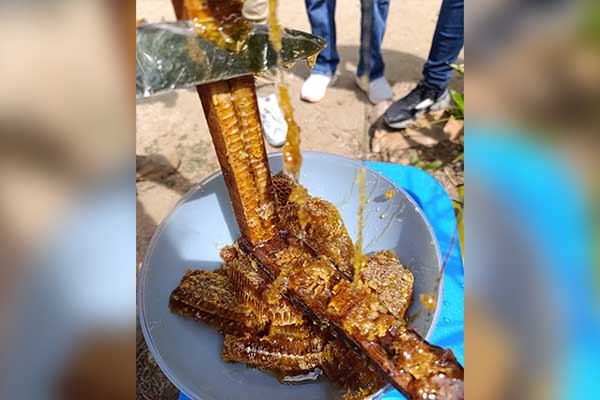 Las abejas crean la miel a partir del néctar que recolectan de las flores. Foto derechos reservados EL INFORMADOR