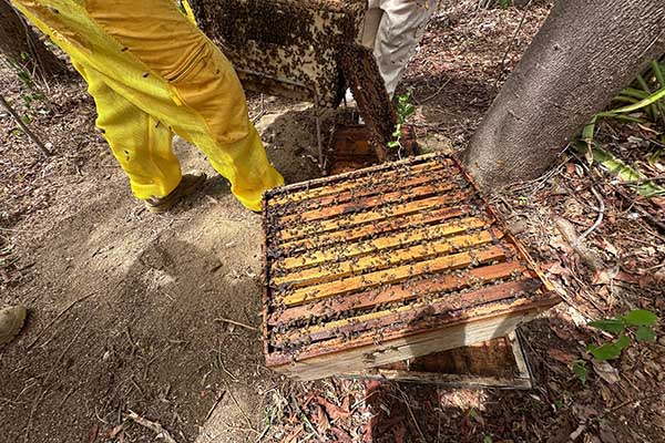 Las abejas son fundamentales para la seguridad alimentaria mundial y la biodiversidad. Foto derechos reservados EL INFORMADOR