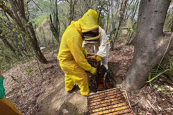 Al regresar a la colmena, las abejas regurgitan y mastican el líquido varias veces, reduciendo la humedad, baten sus alas para evaporar el agua hasta que se espesa. Foto derechos reservados EL INFORMADOR