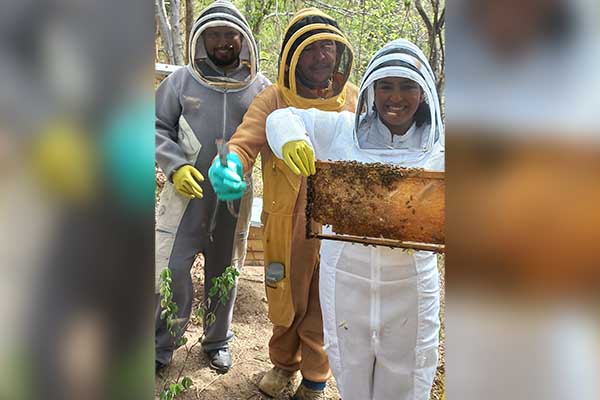 Estas son insectos sociales que viven en colmenas organizadas con una reina, obreras y zánganos. Foto derechos reservados EL INFORMADOR