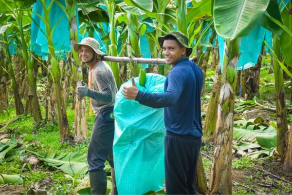 Campesinos trabajadores de Asbama, recogiendo una cosecha de Banano tipo exportación. Foto Asbama 